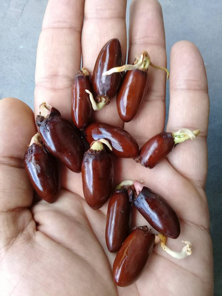 toxicidade semente de lichia