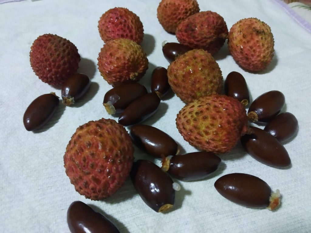 MCPG lichia