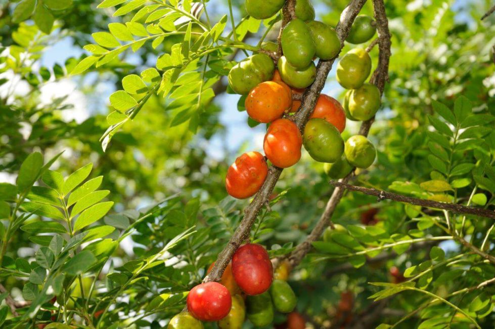 Spondias purpurea
