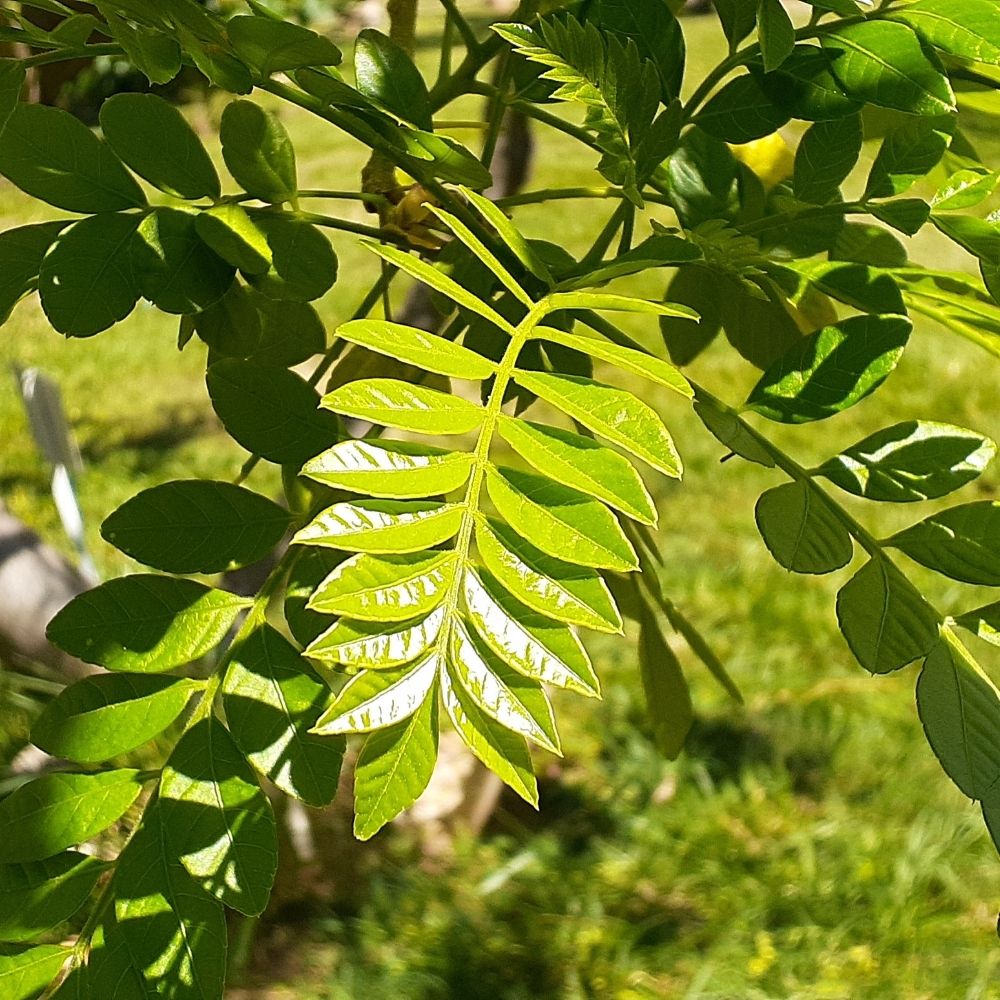 Árvore frutífera tropical