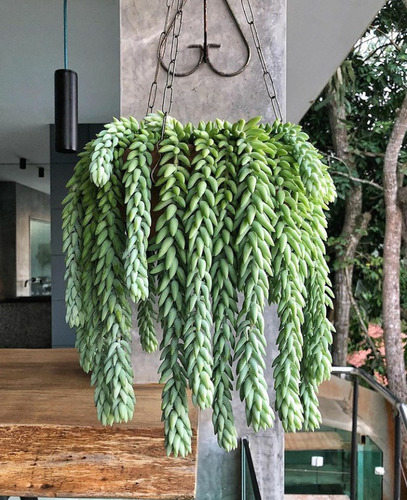 suculenta rabo de burro