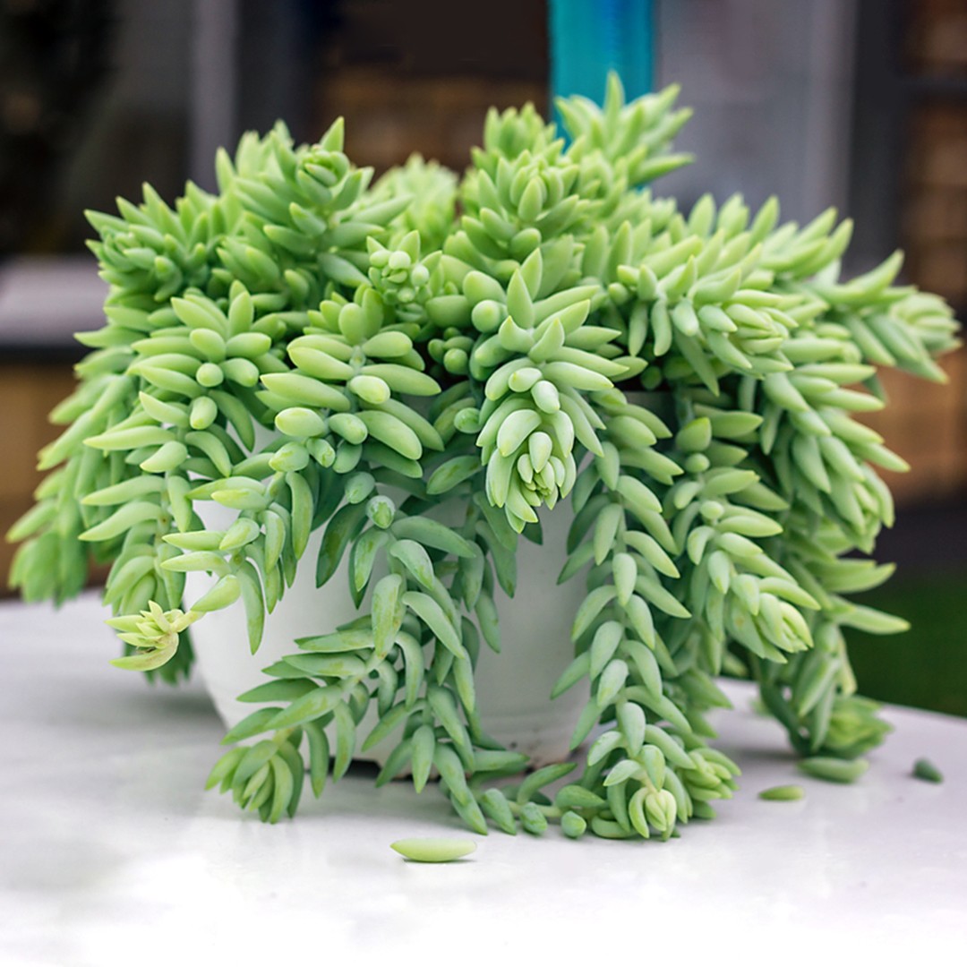 suculenta rabo de burro ideias de decoração