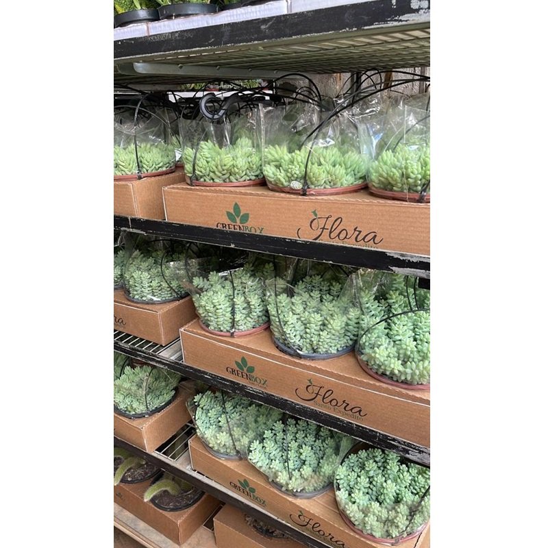 suculenta rabo de burro