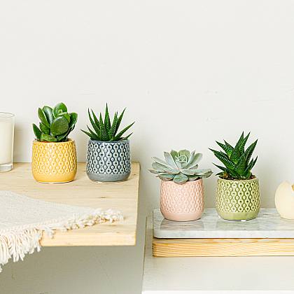 rabo de burro vs colar de pérolas