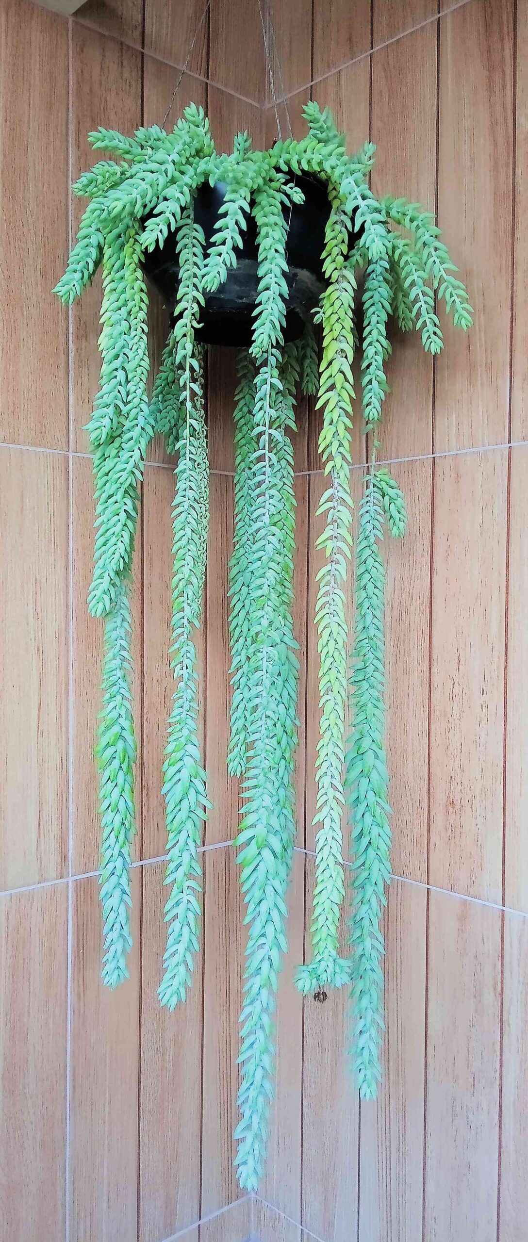 preço muda suculenta rabo de burro