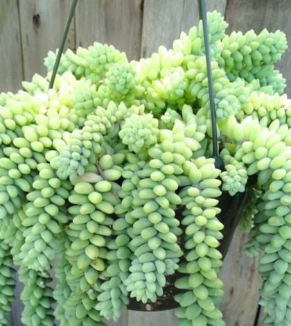 erros comuns ao cuidar de rabo de burro