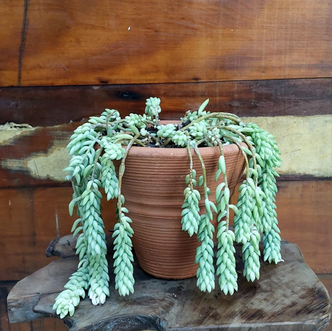 rabo de burro vs colar de pérolas