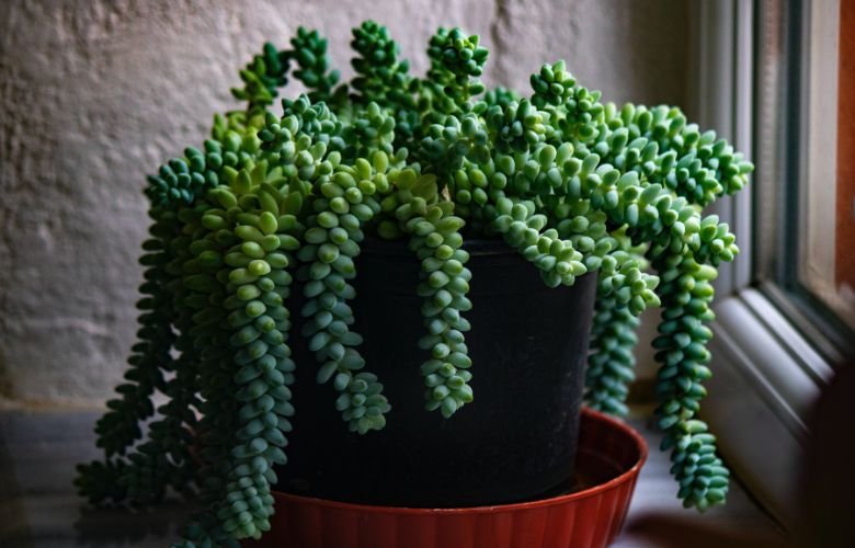 preço muda suculenta rabo de burro