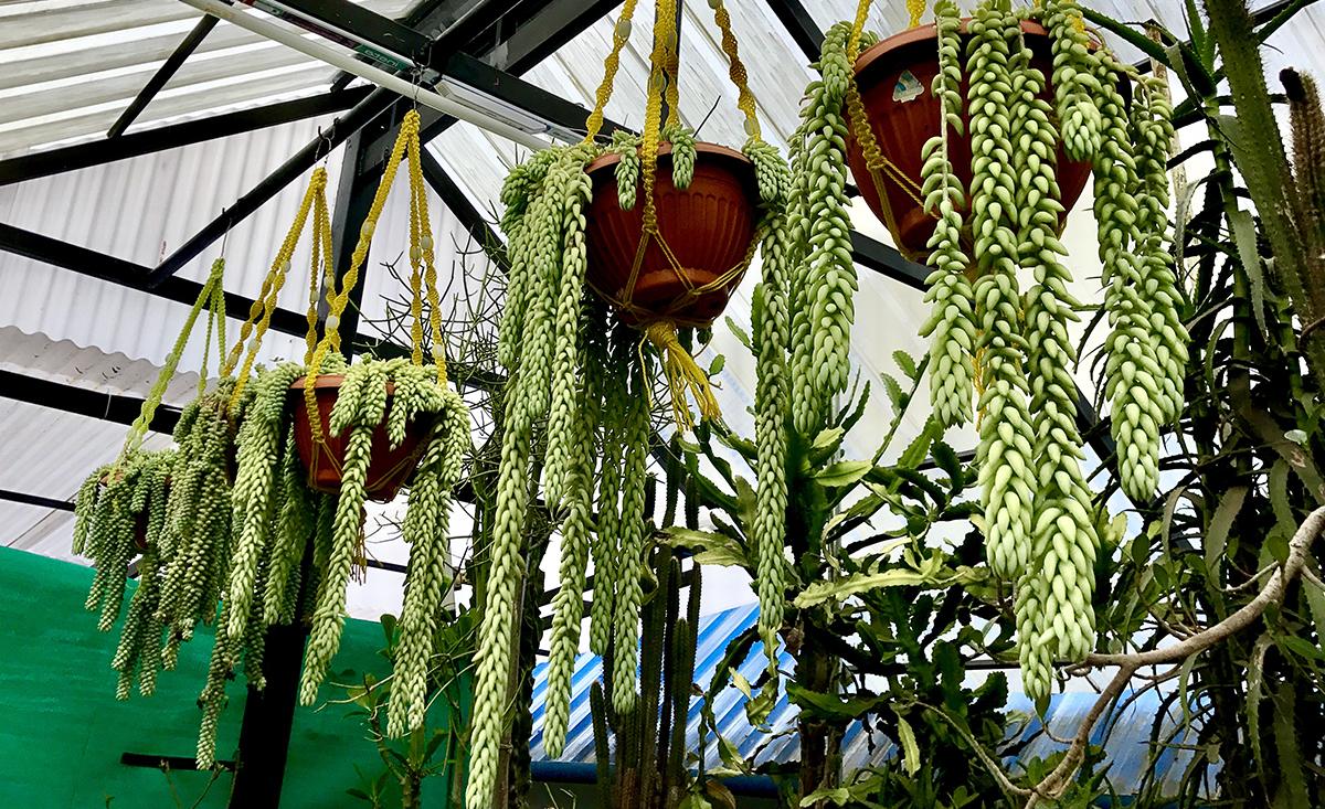 como fazer mudas de rabo de burro