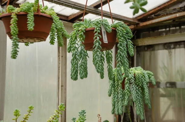 suculenta rabo de burro ideias de decoração