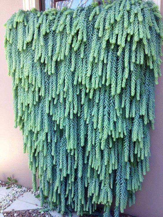 rabo de burro vs colar de pérolas