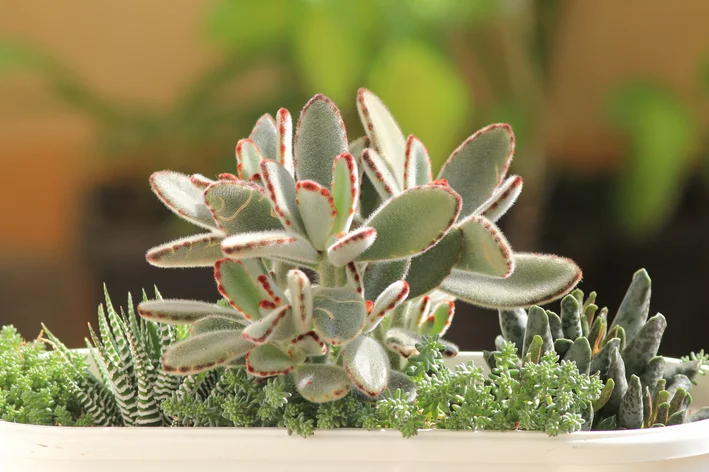 quanto custa montar um jardim de suculentas