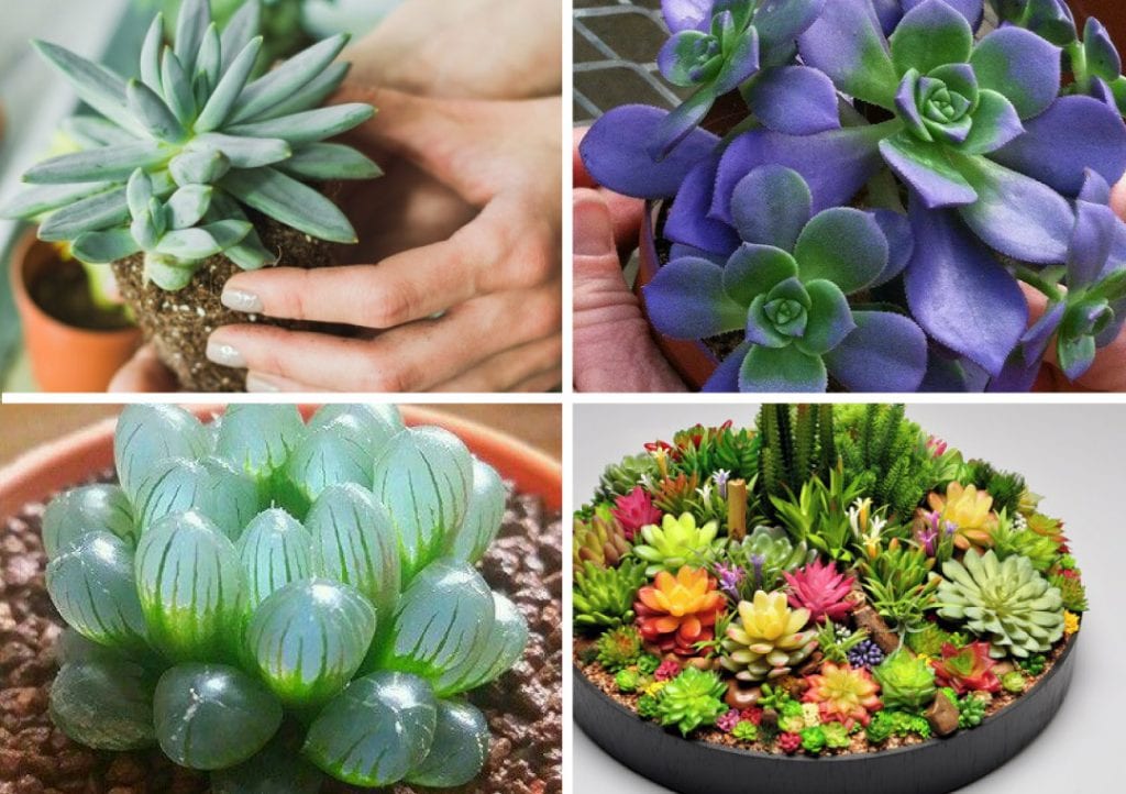 suculentas plantas
