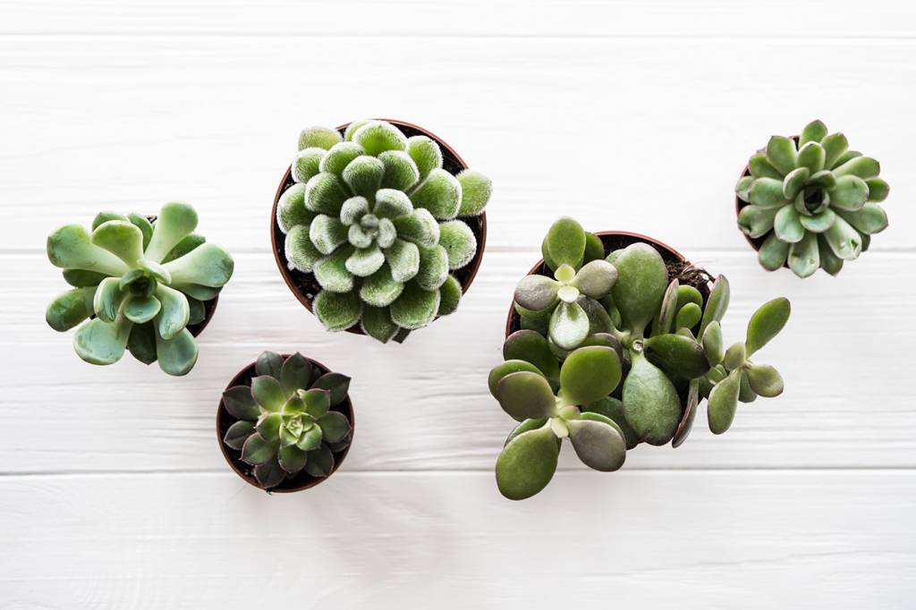 suculentas que sobrevivem com pouca luz natural