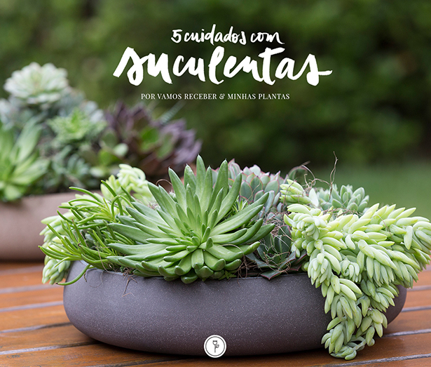 suculentas plantas