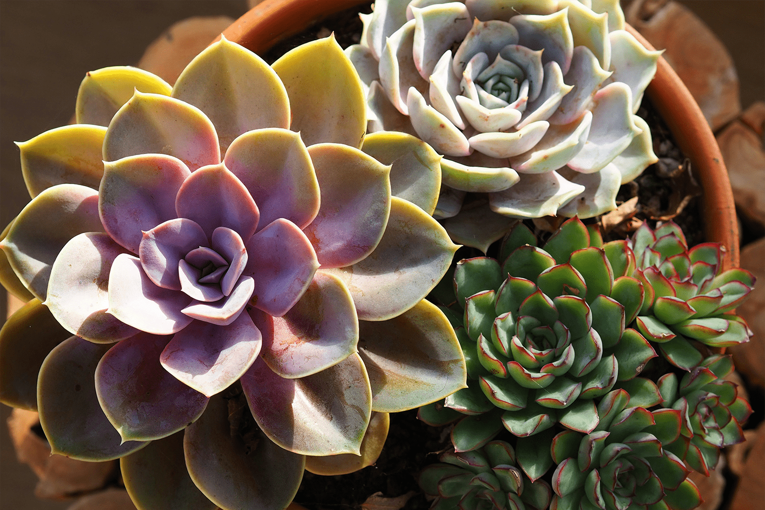 erros comuns ao regar suculentas em casa