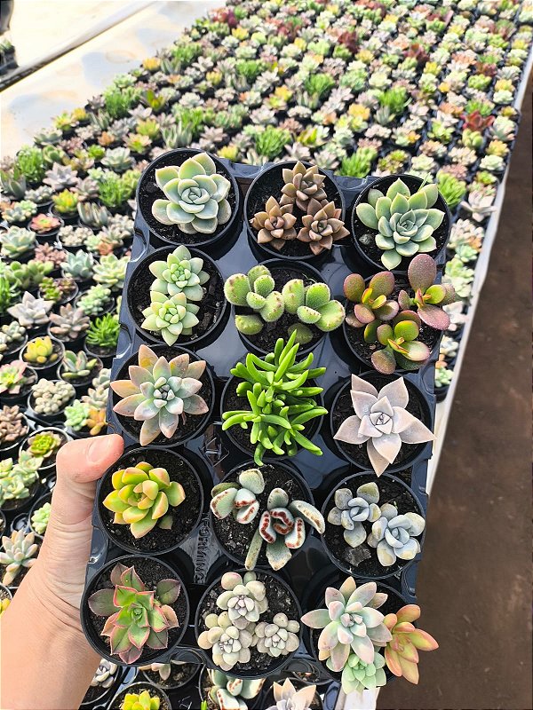 suculentas e cactos qual a diferença para colecionar