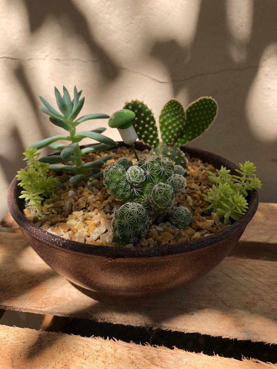 quanto custa montar um jardim de suculentas