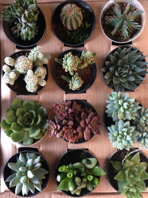 suculentas plantas