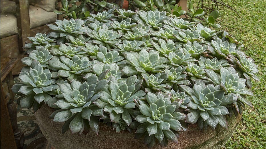 melhores suculentas para iniciantes em apartamento