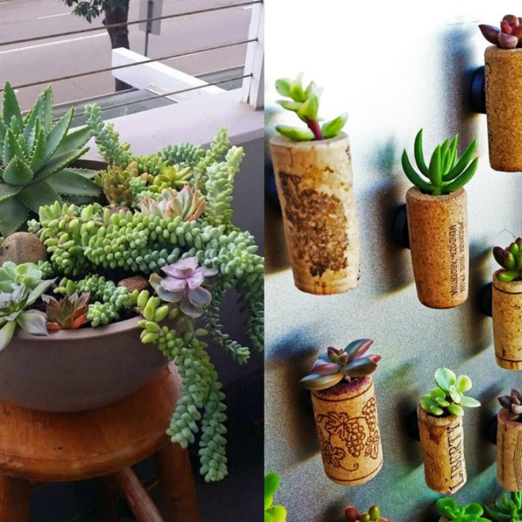 erros comuns ao regar suculentas em casa