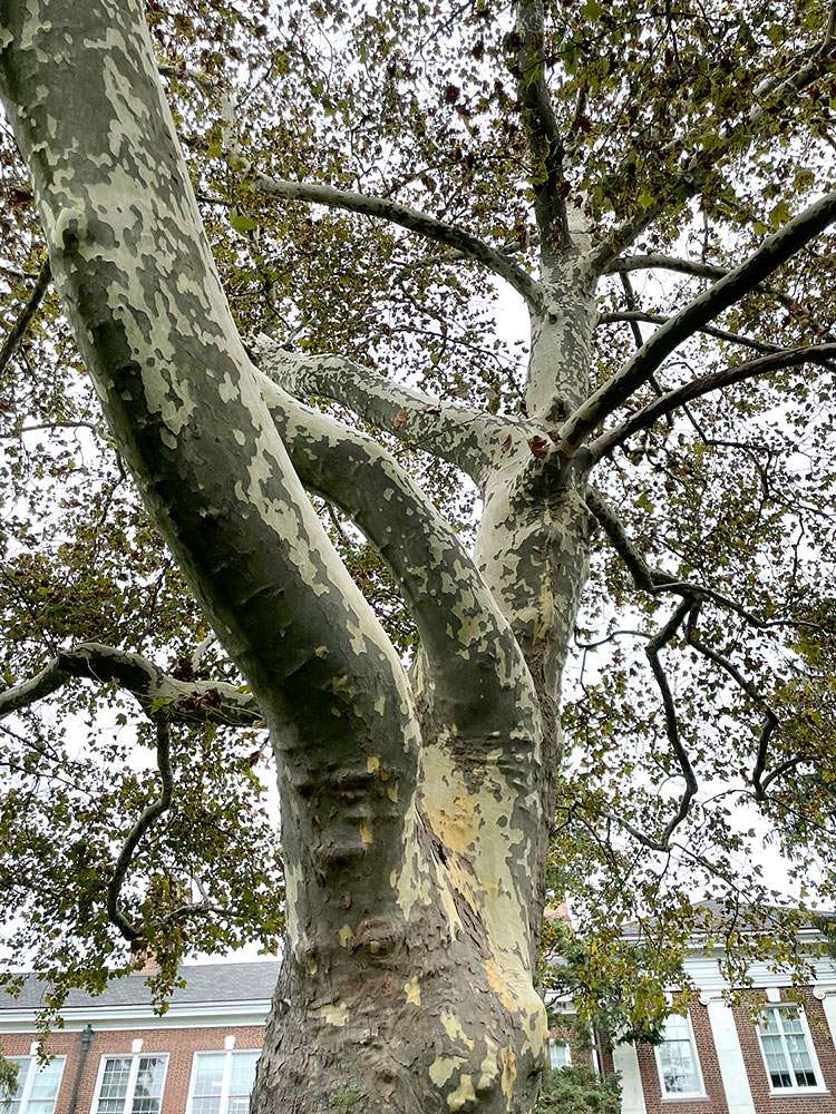 melhores sycamores para paisagismo