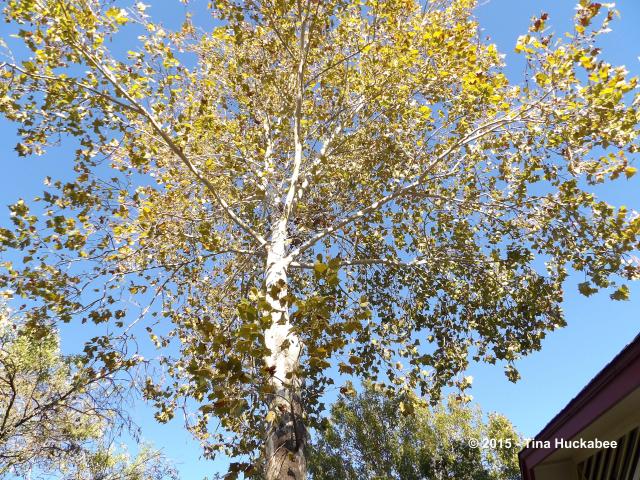 erros comuns ao plantar sycamore