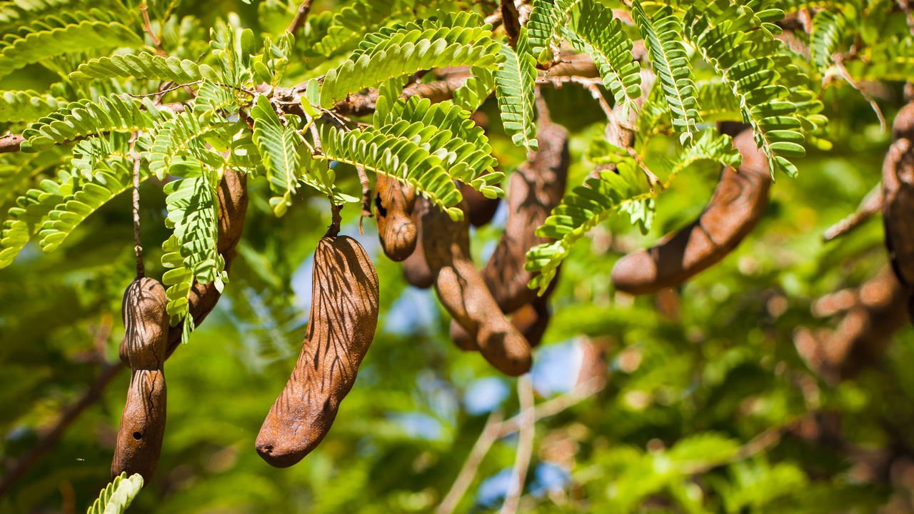 tamarindo árvore