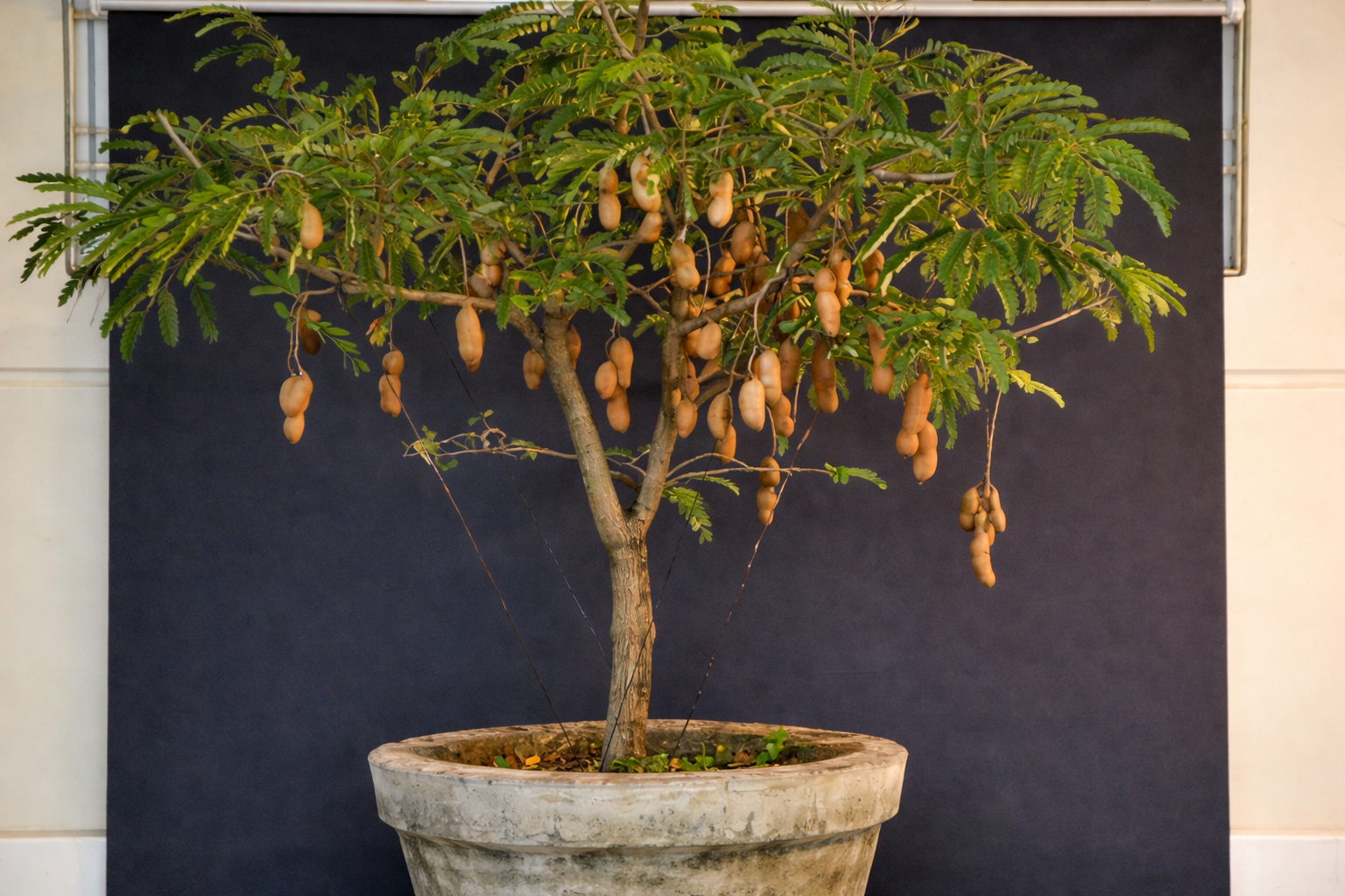 como plantar árvore de tamarindo em vaso
