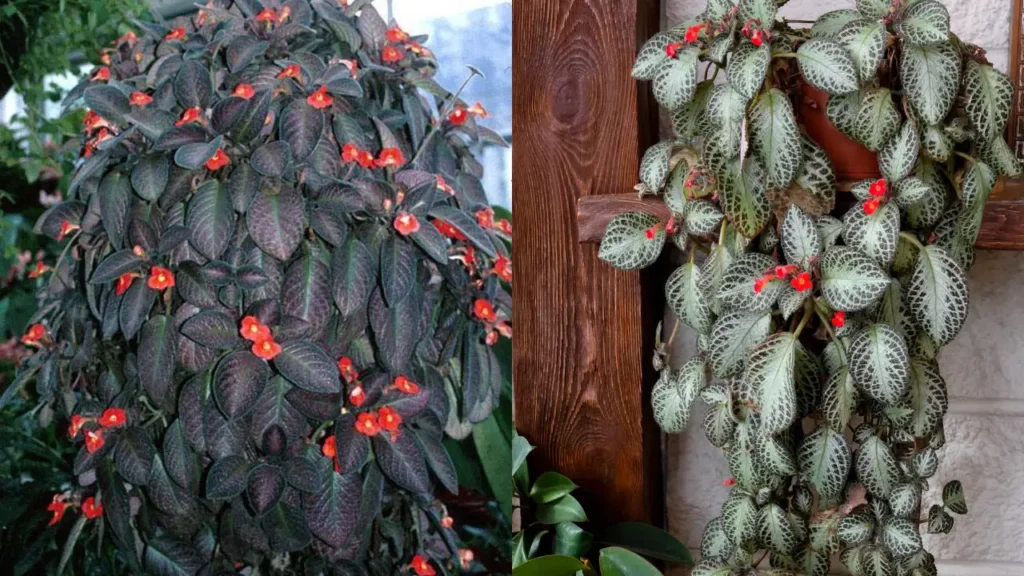Episcia cupreata cuidados