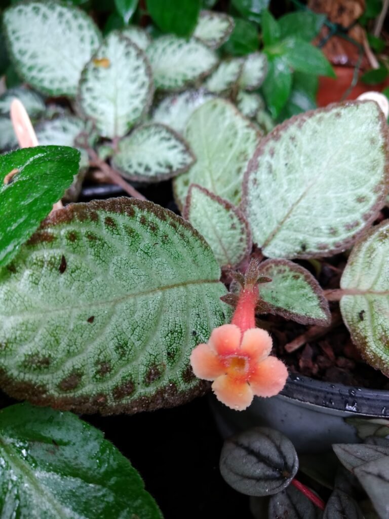 Planta Tapete de Rainha em vaso pendente