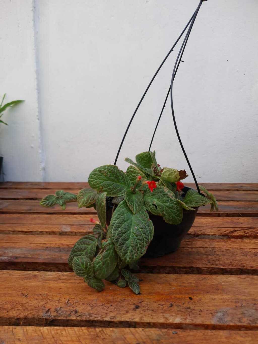 Episcia cupreata cuidados