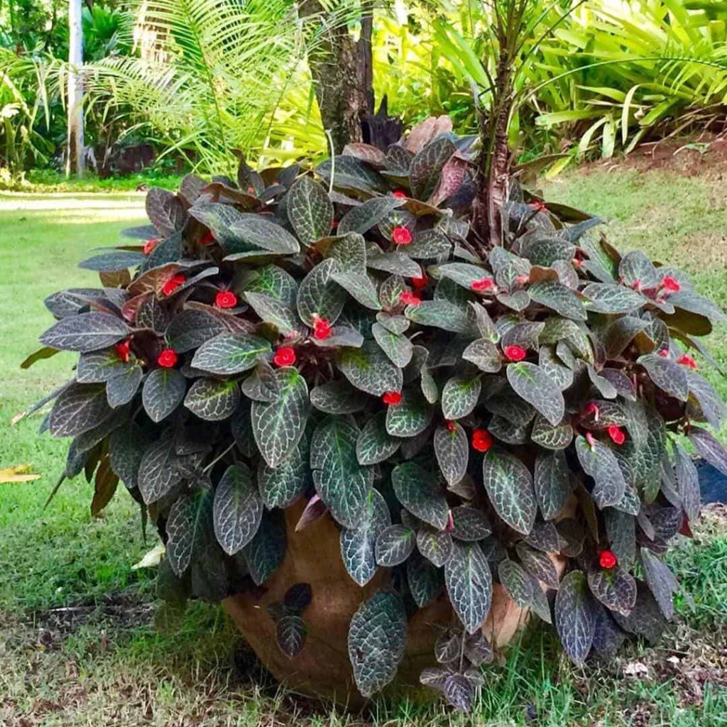 Planta Tapete de Rainha em vaso pendente