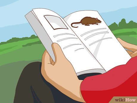 sinais de que um rato mora na sua casa