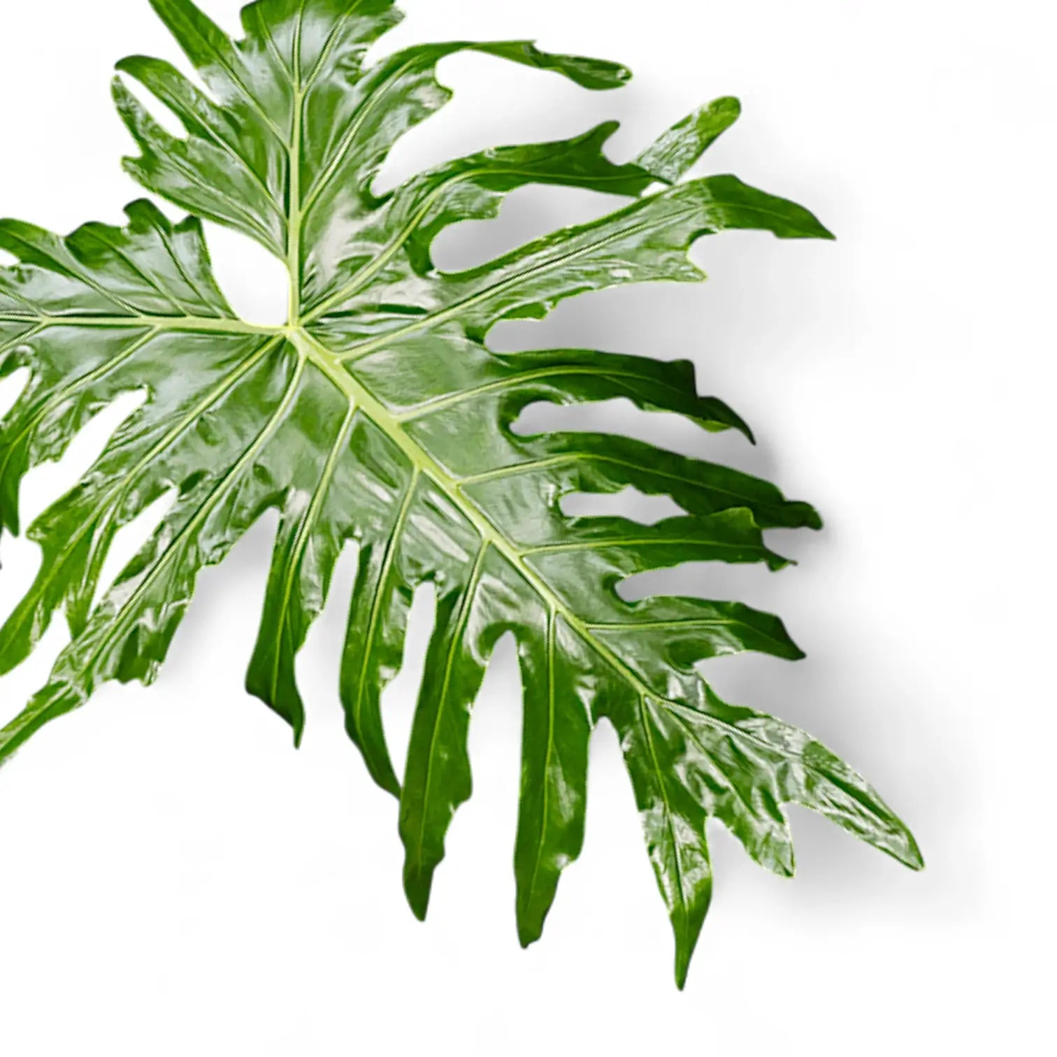 melhores plantas tropicais para interiores