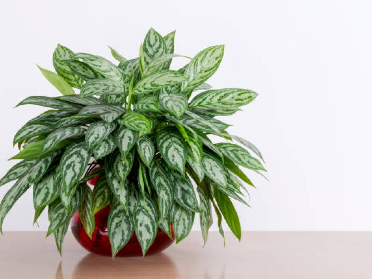 tipos de Dieffenbachia