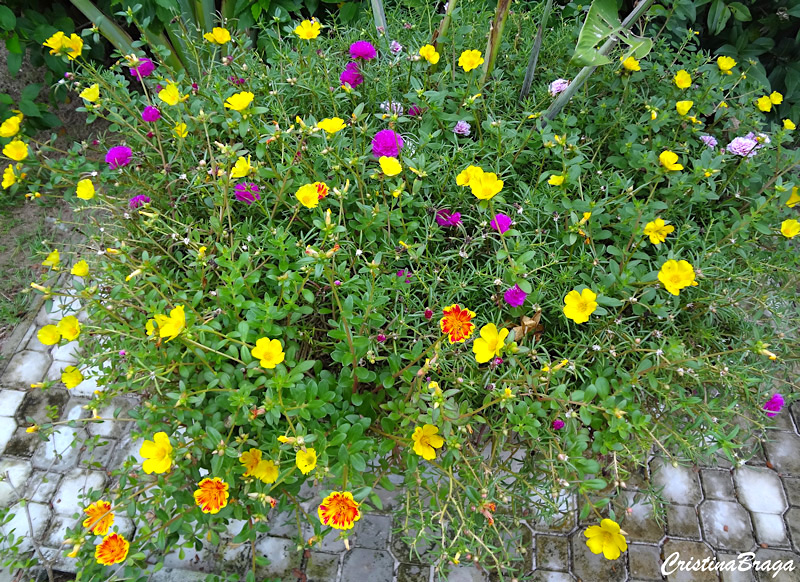 onze horas cores