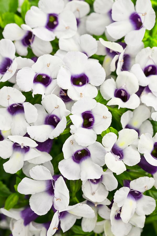 melhores flores para meia sombra torenia