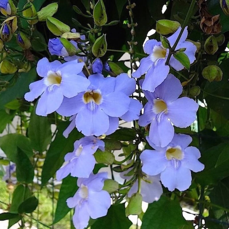 trepadeira tumbergia