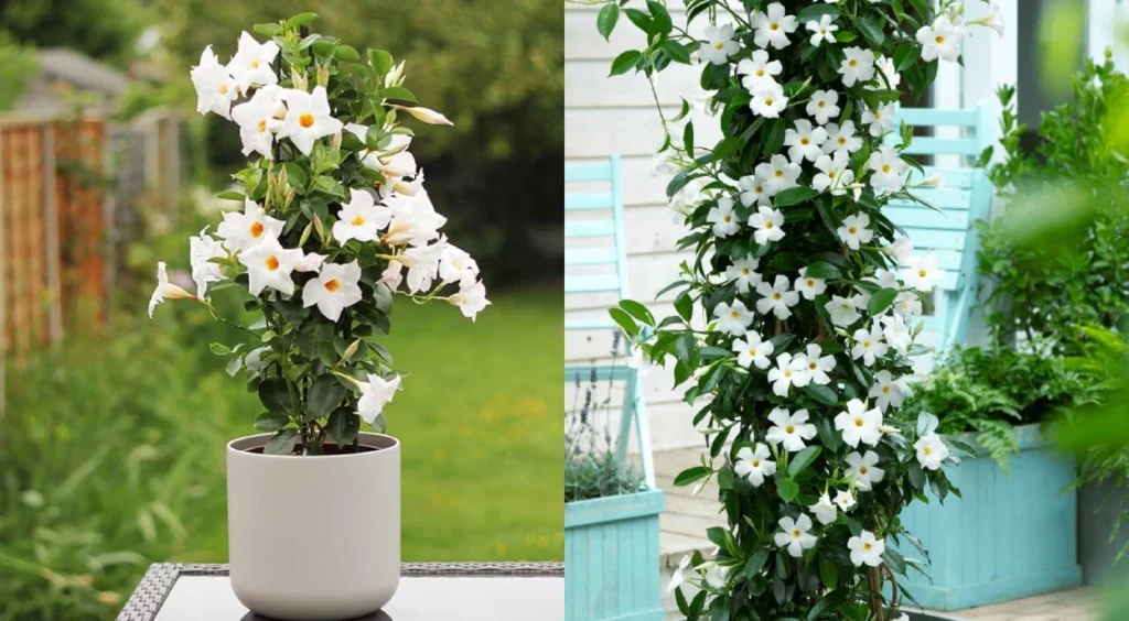 ideias de decoração com tumbérgia azul