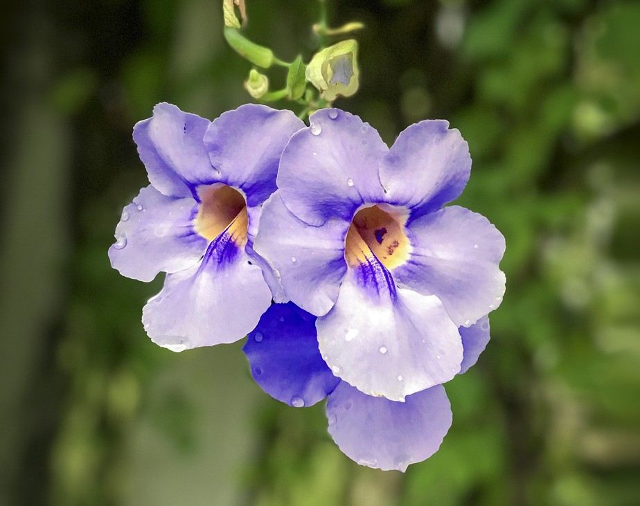 erros comuns ao plantar tumbérgia trepadeira