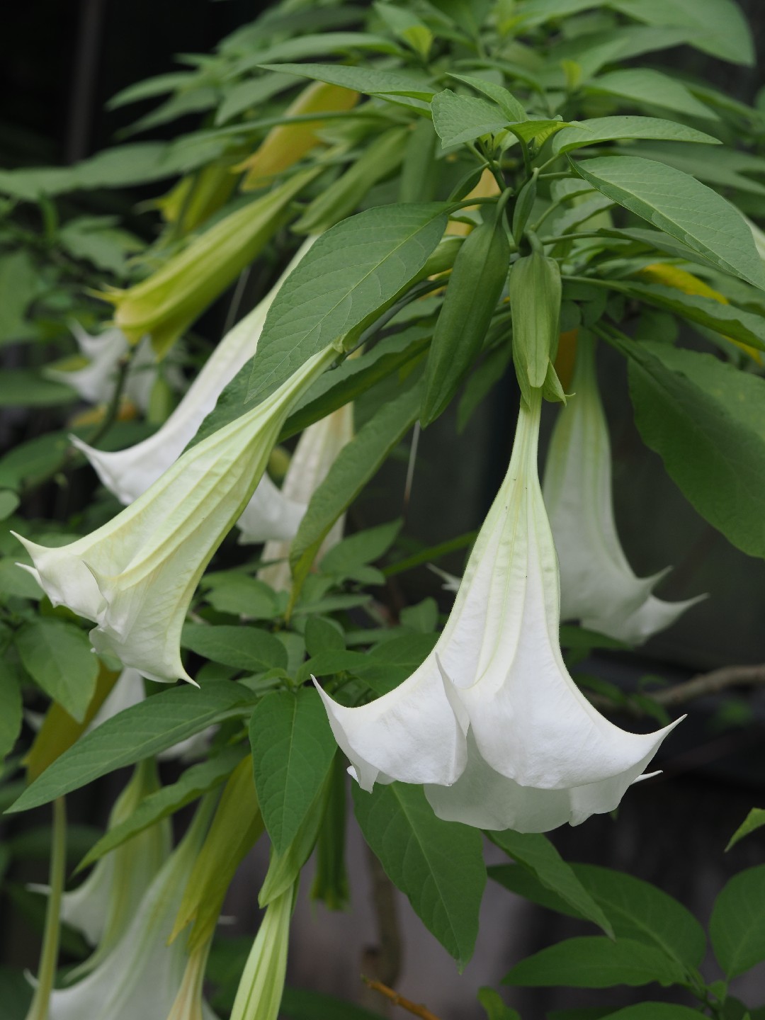 erros comuns ao cuidar de trombeta de anjo