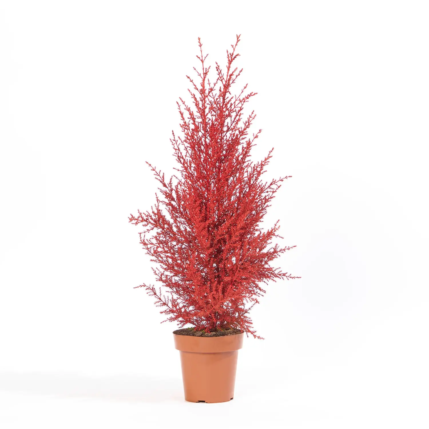 árvore de natal natural vermelha
