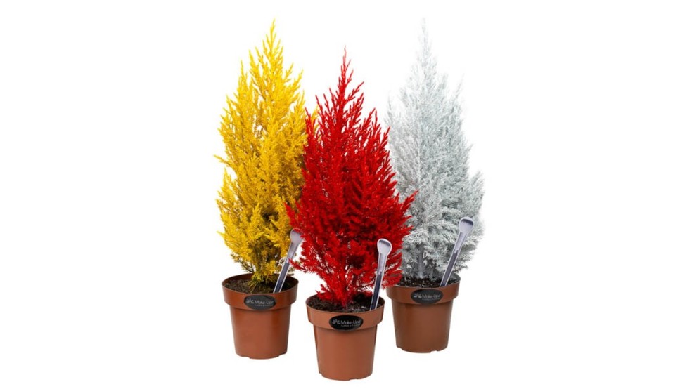 pinheiro de natal vermelho vivo