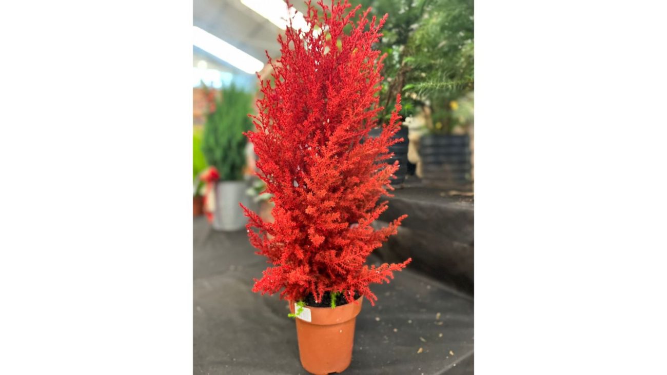 planta vermelha para decoração de natal