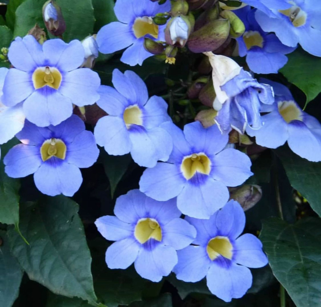 Tumbérgia azul poda