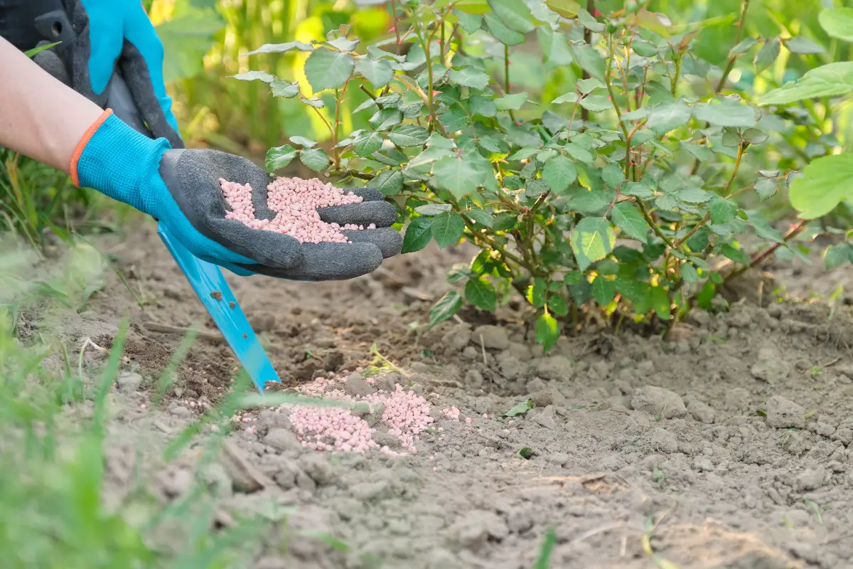 ureia para plantas de interior como usar