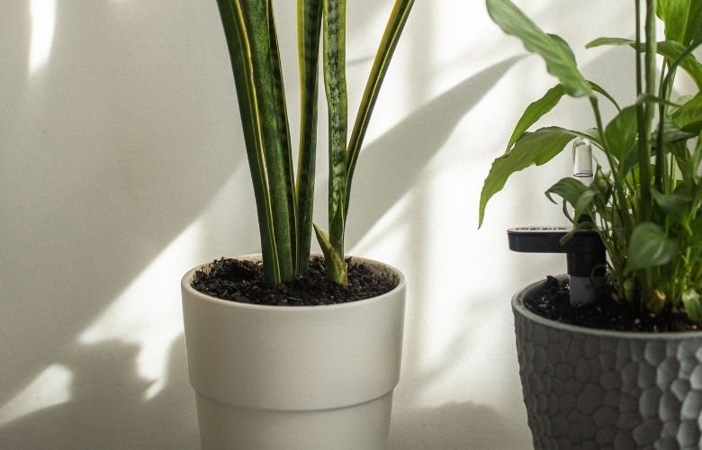 ideias de decoração com vaso polietileno grande