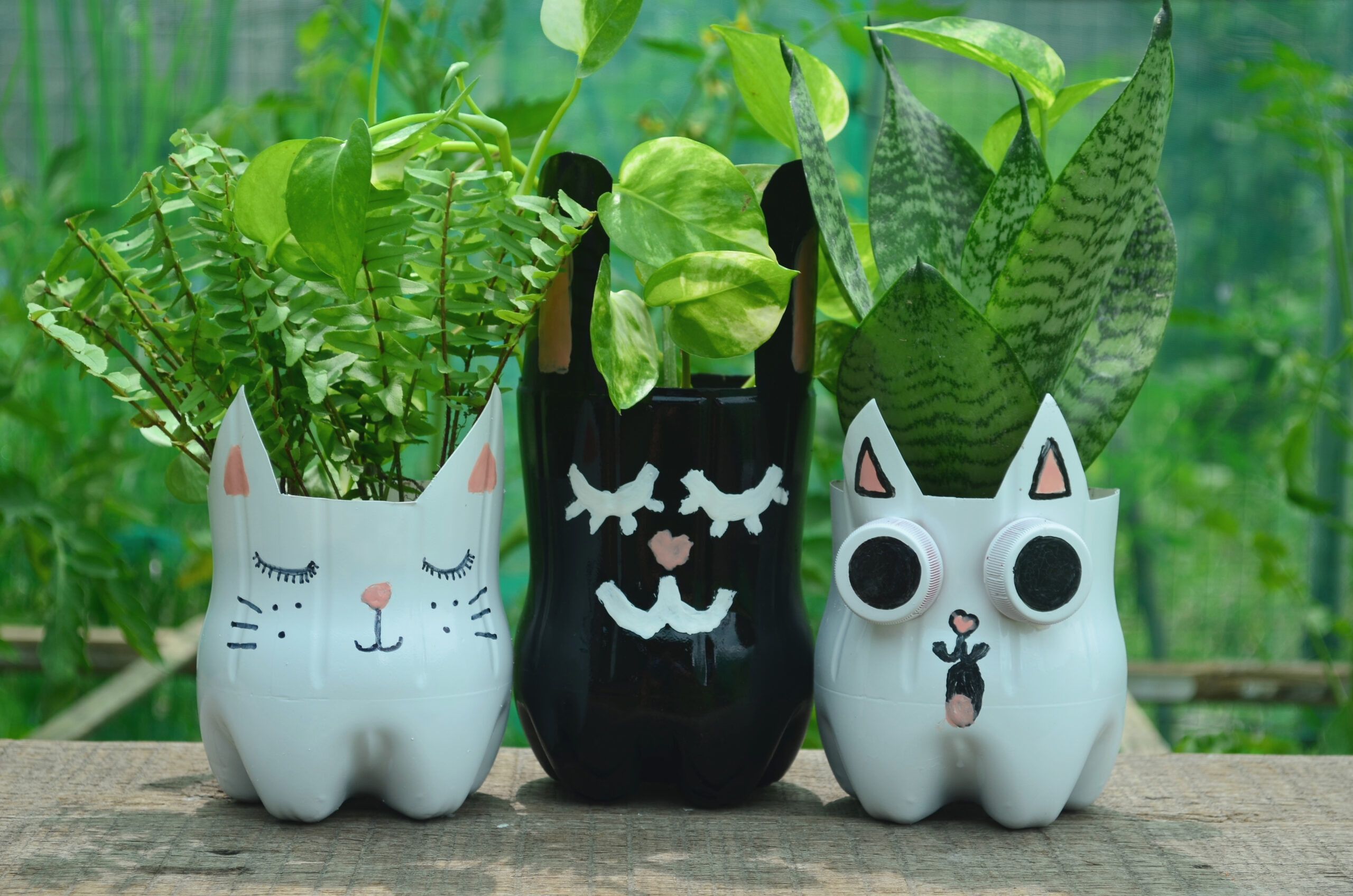 ideias criativas vasos plantas casa