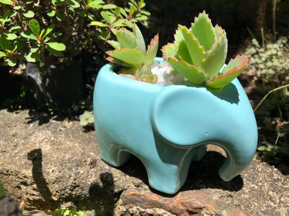 erros comuns fazer vasos reciclados